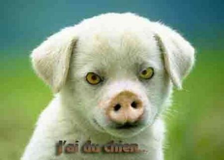 ChIeN